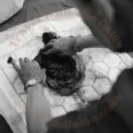 placenta being checked after cutting the cord
