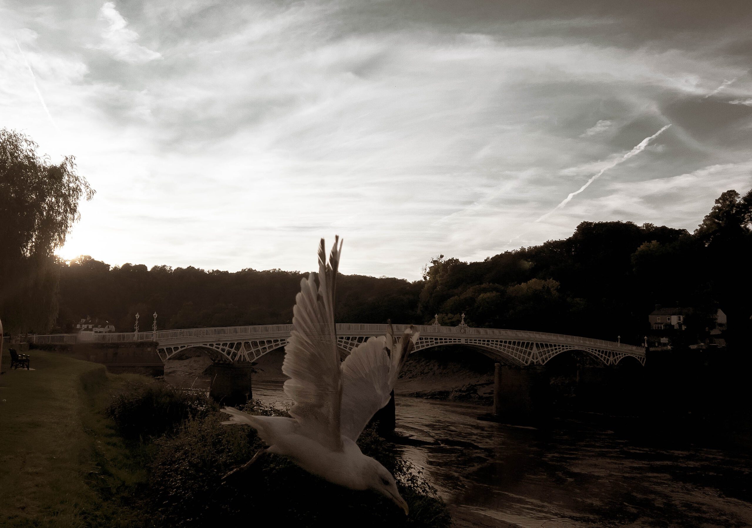 Chepstow bridge and a seagull