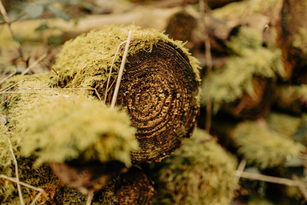 Moss wooden log