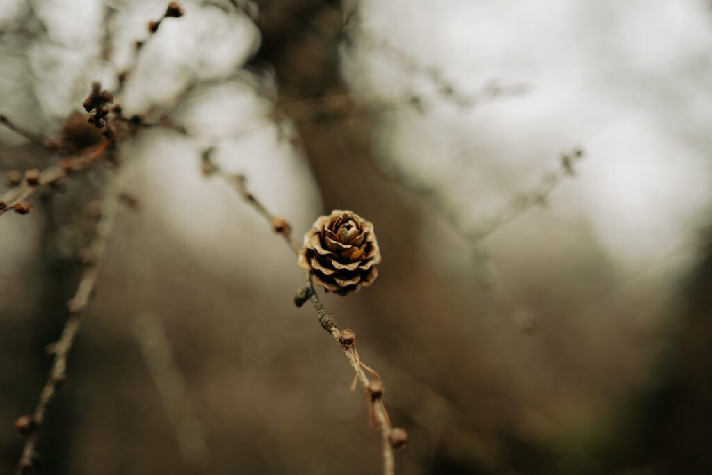 Small acorn on the tree