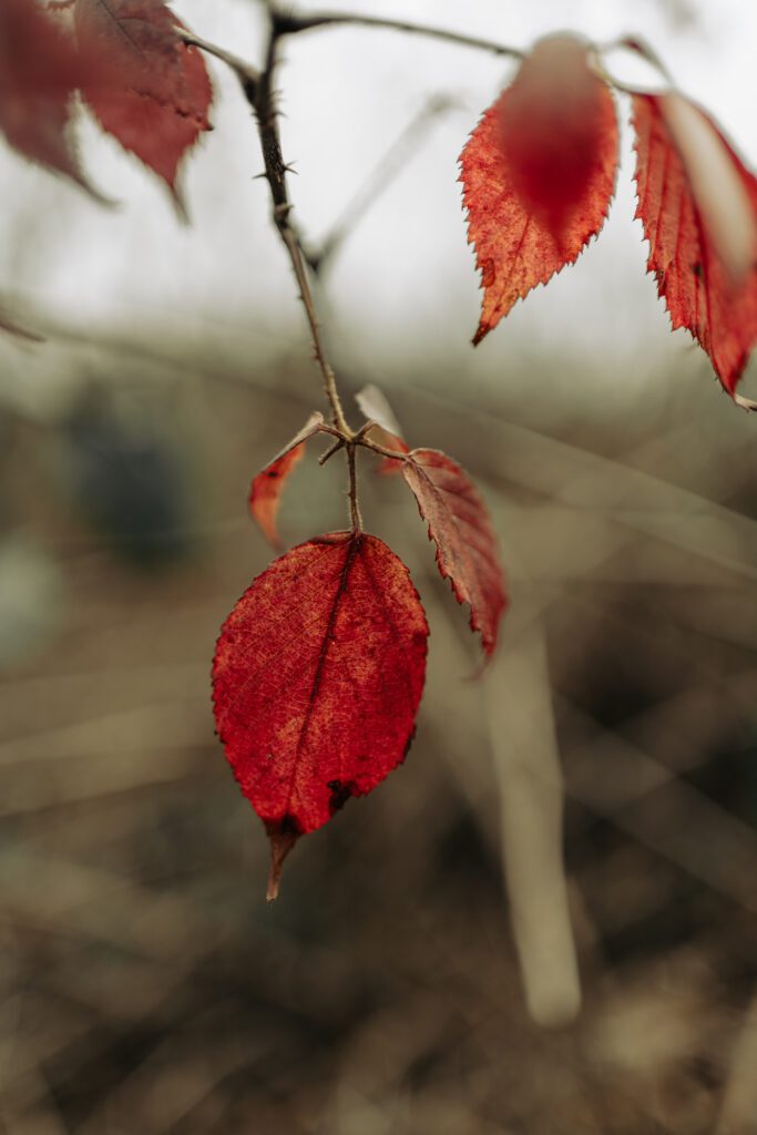 Red leaves on the winter tree