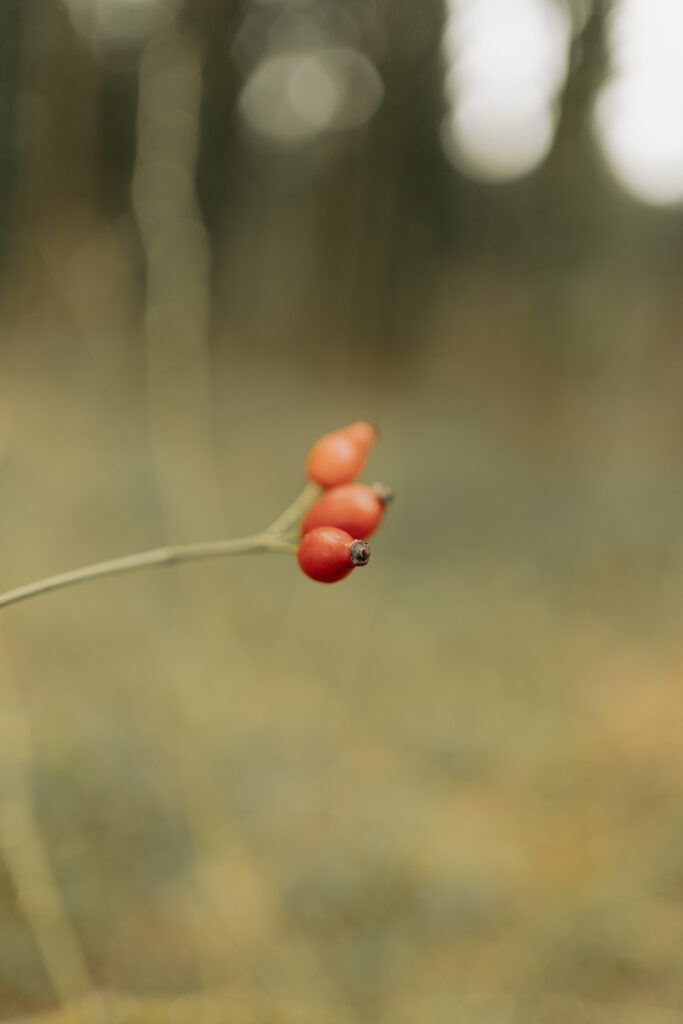 Rose hip