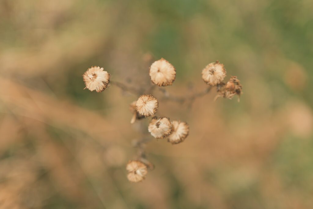 Dried flower in nature