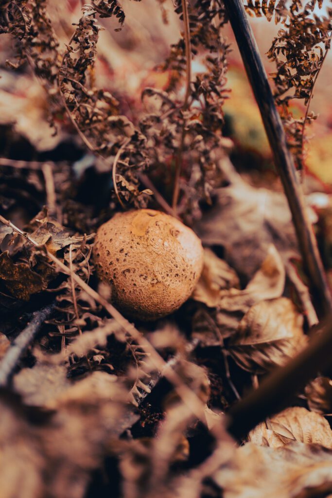 Mushroom hiding